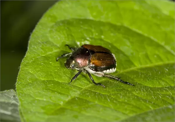 Japanese Beetle (Popillia japonica) introduced pest species, adult, resting on leaf in garden, Ottawa, Ontario, Canada