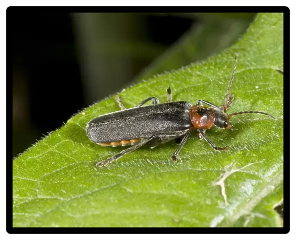 Soldier Beetle (Cantharis rustica) adult, resting on leaf, Massif du Sancy, Auvergne, France, July