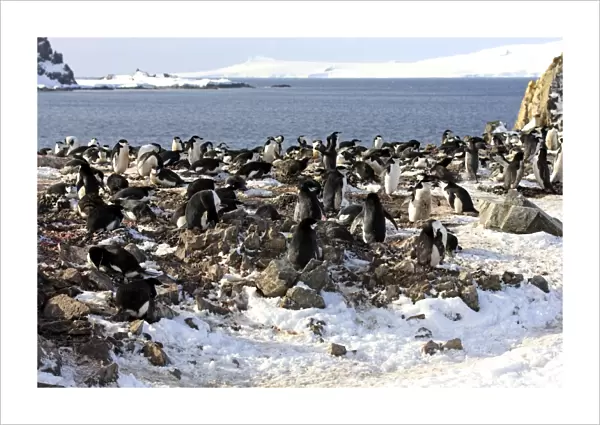 Chinstrap Penguin (Pygoscelis antarctica) adults, nesting colony in snow, Brown Bluff, Antarctic Peninsula, Antarctica