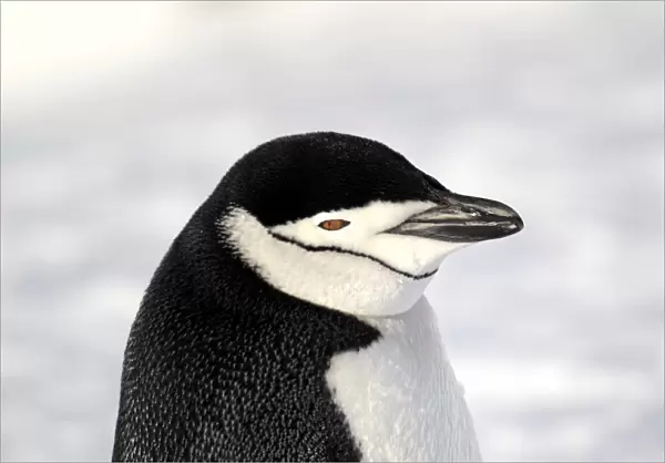 Chinstrap Penguin (Pygoscelis antarctica) adult, close-up of head, standing on snow, Brown Bluff, Antarctic Peninsula