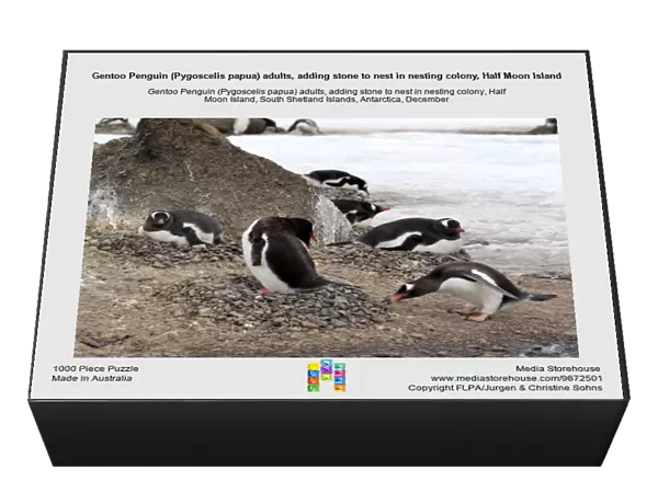 Gentoo Penguin (Pygoscelis papua) adults, adding stone to nest in nesting colony, Half Moon Island