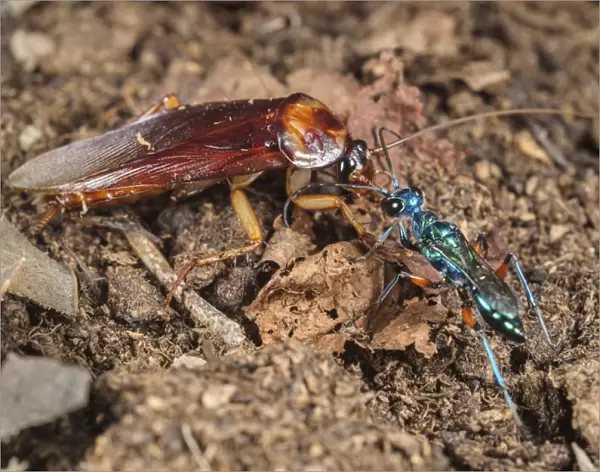 Emerald Cockroach Wasp (Ampulex compressa) adult female, leading American Cockroach (Periplaneta americana)