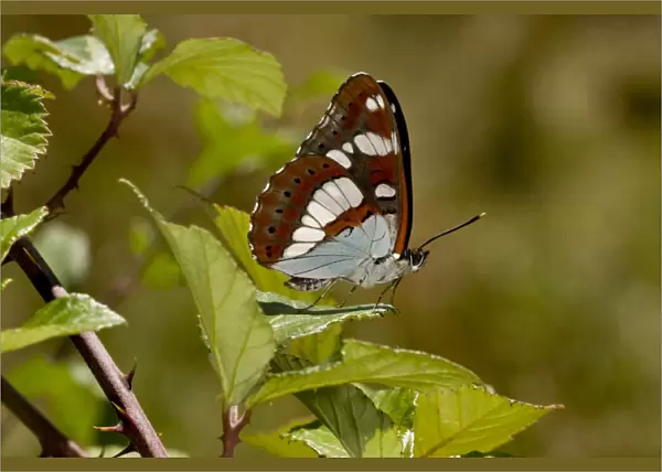 Southern White Admiral (Limenitis reducta) adult, resting on leaf, Brenne, France, August