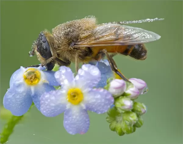 Drone fly (Eristalis nemorum) adult, resting on forget-me-not flowers covered in raindrops, River Whiteadder