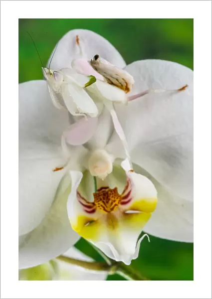 Orchid Mantis (Hymenopus coronatus) subadult, waiting for prey, camouflaged on orchid flower, Malaysia (captive)
