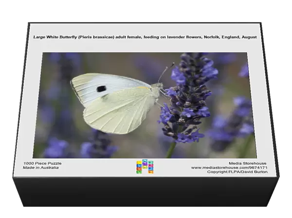 Large White Butterfly (Pieris brassicae) adult female, feeding on lavender flowers, Norfolk, England, August