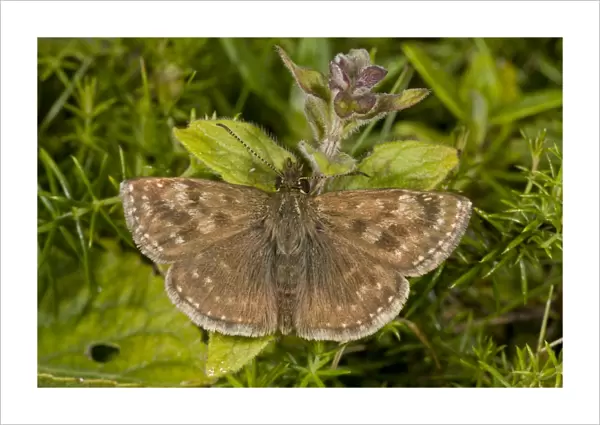 Dingy Skipper (Erynnis tages tages) second brood adult, on chalk downland, Wiltshire, England, August