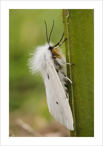 White Ermine (Spilosoma lubricipeda) adult, clinging to stem, Skomer Island, Pembrokeshire, Wales, May
