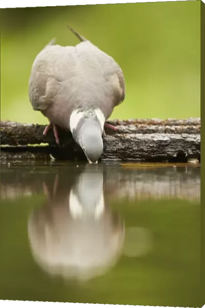 Wood Pigeon (Columba palumbus) adult, drinking at woodland pool with reflection, Hungary, May