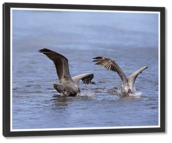Brown Pelican (Pelecanus occidentalis) two adults, breeding plumage, in flight, plunge diving into sea for fish