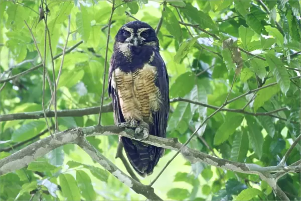 Spectacled Owl (Pulsatrix perspicillata) adult, perched on branch in forest, Costa Rica, April