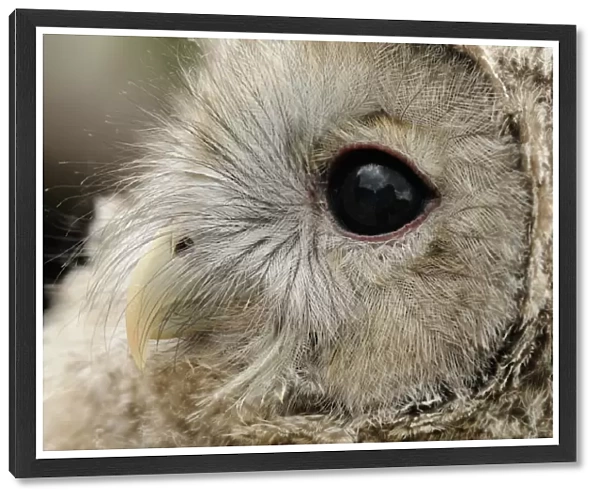 Ural Owl (Strix uralensis) chick, close-up of head (captive)