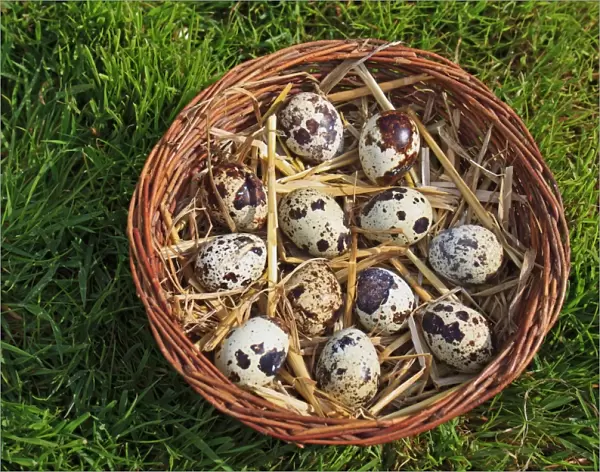 Common Quail (Coturnix coturnix) twelve eggs, in basket, Suffolk, England, May