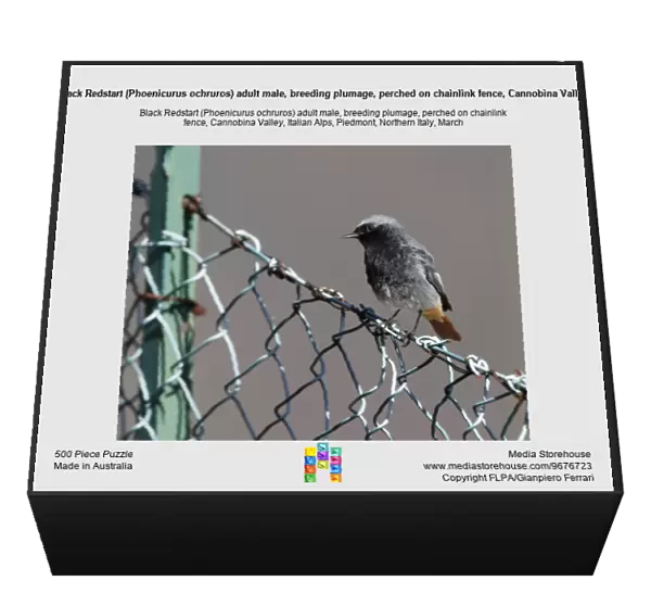 Black Redstart (Phoenicurus ochruros) adult male, breeding plumage, perched on chainlink fence, Cannobina Valley