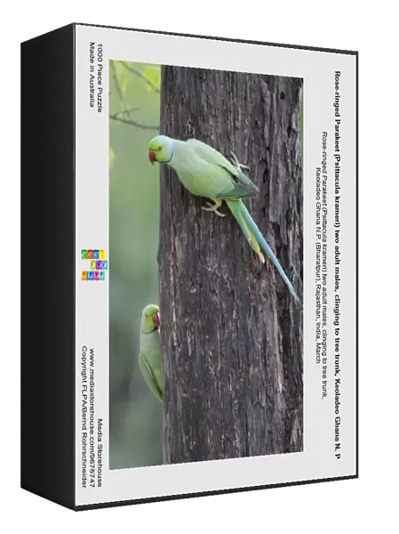 Rose-ringed Parakeet (Psittacula krameri) two adult males, clinging to tree trunk, Keoladeo Ghana N. P