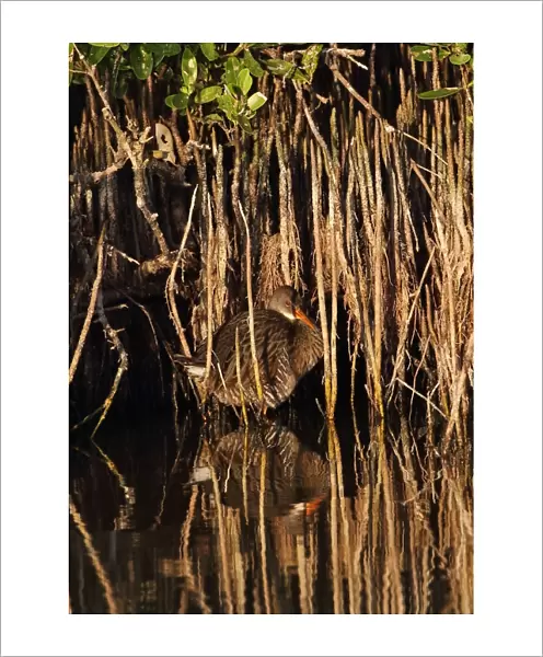 Clapper Rail (Rallus longirostris caribaeus) adult, sunning, standing at edge of mangroves, Cayo Coco