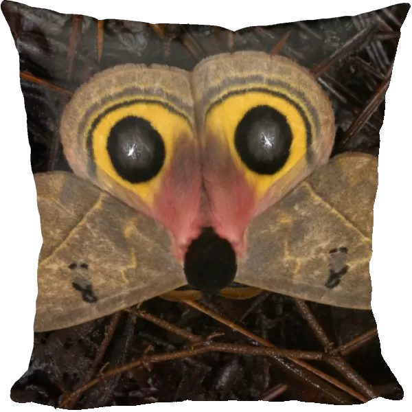 Owl Moth (Automeris belti) adult, flashing eyespots and showing opossum face in defense, on ground in cloudforest