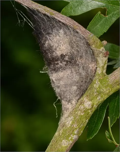 Lappet Moth (Gastropacha quercifolia) cocoon, attached to hawthorn twig, Oxfordshire, England, June