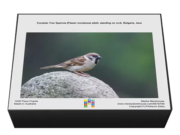 Eurasian Tree Sparrow (Passer montanus) adult, standing on rock, Bulgaria, June