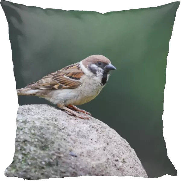 Eurasian Tree Sparrow (Passer montanus) adult, standing on rock, Bulgaria, June