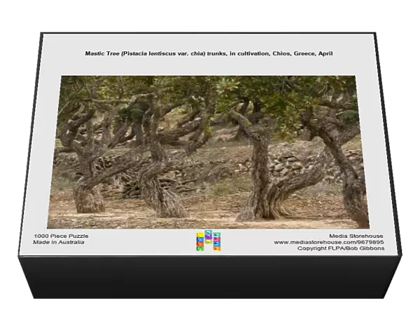 Mastic Tree (Pistacia lentiscus var. chia) trunks, in cultivation, Chios, Greece, April
