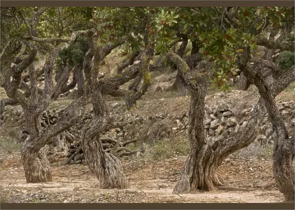 Mastic Tree (Pistacia lentiscus var. chia) trunks, in cultivation, Chios, Greece, April