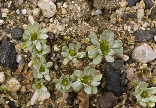 Pygmy Cudweed (Evax pygmaea) rosettes, growing on beach, Sardinia, Italy, April
