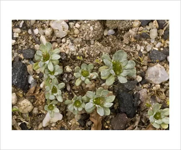 Pygmy Cudweed (Evax pygmaea) rosettes, growing on beach, Sardinia, Italy, April