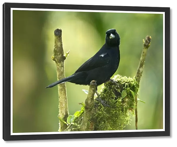 White-lined Tanager (Tachyphonus rufus) adult male, perched on moss covered branch in montane rainforest, Andes