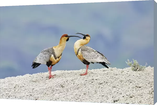 Black-faced Ibis (Theristicus melanopis) adult pair, mutual preening, standing on calcium carbonate rocks