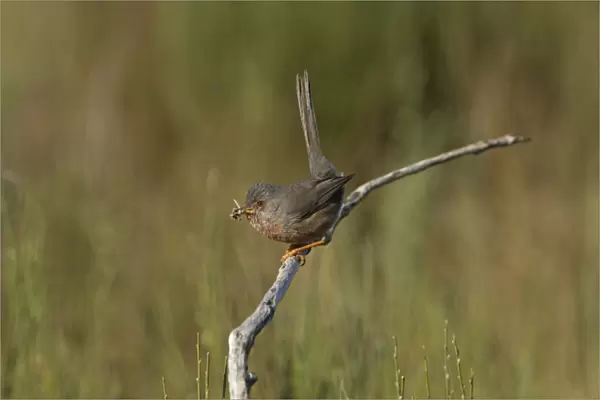 Dartford Warbler (Sylvia undata) adult female, with nest material in beak, perched on broom, Extremadura, Spain, April
