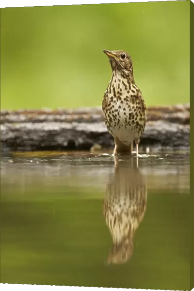 Song Thrush (Turdus philomelos) adult, standing in woodland pool with reflection, Hungary, May