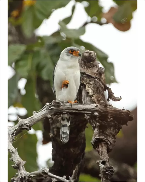 White-rumped Falcon (Polihierax insignis harmandi) adult male, perched on dead branch, Tmatboey, Cambodia, January