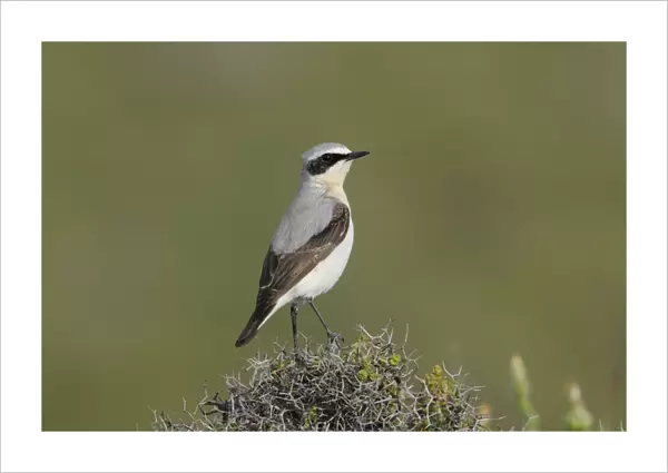 Northern Wheatear (Oenanthe oenanthe) adult male, summer plumage, perched on bush, Lemnos, Greece, April