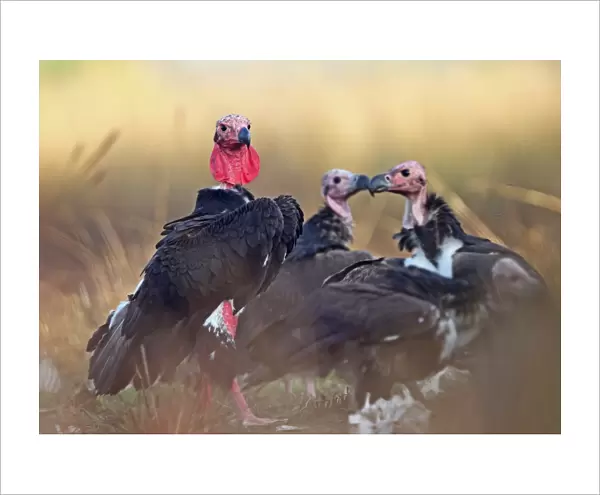 Red-headed Vulture (Sarcogyps calvus) adult with three sub-adults, standing on ground, Veal Krous vulture restaurant