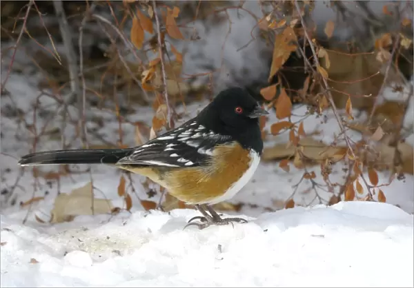 Spotted Towhee (Pipilo maculatus) adult male, standing on snow, Santa Fe, New Mexico, U. S. A. December