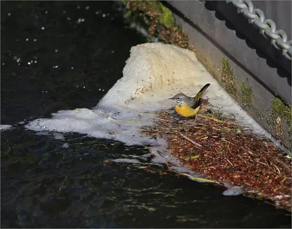 Grey Wagtail (Montacilla cinerea) adult male, winter plumage, standing on floating mat of debris