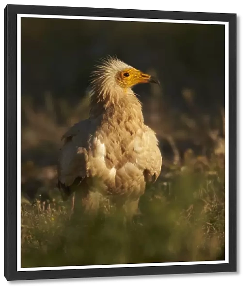 Egyptian Vulture (Neophron percnopterus) adult, standing on ground, Extremadura, Spain, May