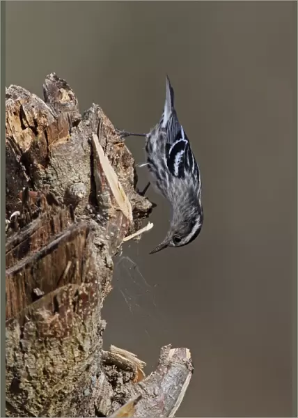 Black-and-white Warbler (Mniotilta varia) adult female, inspecting spider web on stump, La Belen, Camaguey Province