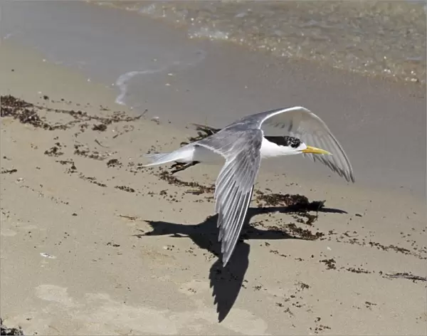 Greater Crested Tern (Thalasseus bergii) adult, in flight, taking off from beach, Penguin Island, Rockingham