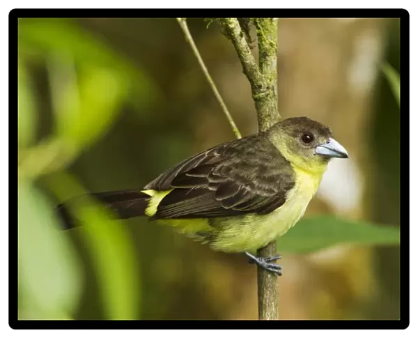 Lemon-rumped Tanager (Ramphocelus icteronotus) adult female, perched on twig in montane rainforest, Andes, Ecuador