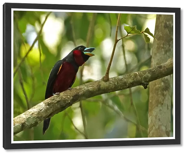 Black-and-red Broadbill (Cymbirhynchus macrorhynchos siamensis) adult, calling, perched on branch, Kaeng Krachan N. P