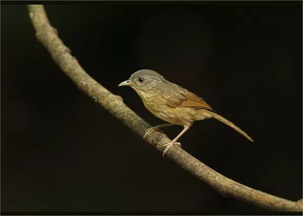 Brown-cheeked Fulvetta (Alcippe poioicephala) adult, perched on twig, near Kaeng Krachan, Thailand, May