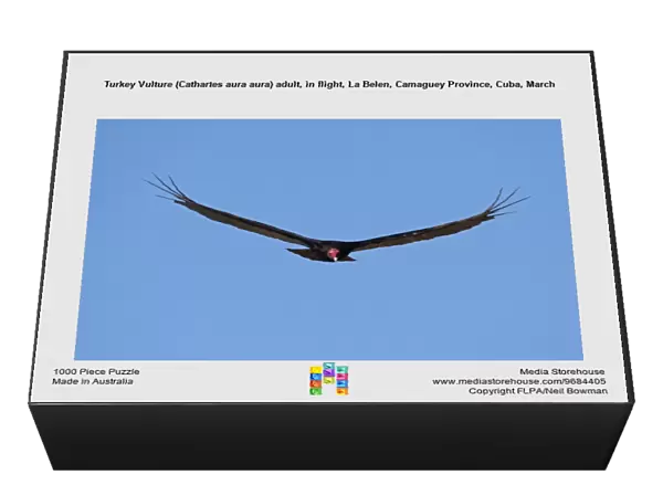 Turkey Vulture (Cathartes aura aura) adult, in flight, La Belen, Camaguey Province, Cuba, March