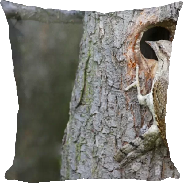 Eurasian Wryneck (Jynx torquilla) adult, at nesthole entrance in tree trunk, Bulgaria, June