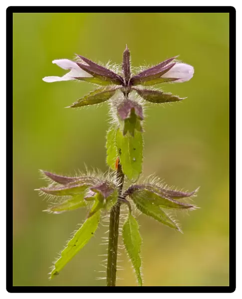 Field Woundwort (Stachys arvensis) flowering, Ranscombe Farm Nature Reserve, Kent, England, July