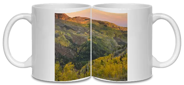 View over aspen forest habitat, near Monticello, Manti La Sal Mountains, Utah, U. S. A. September
