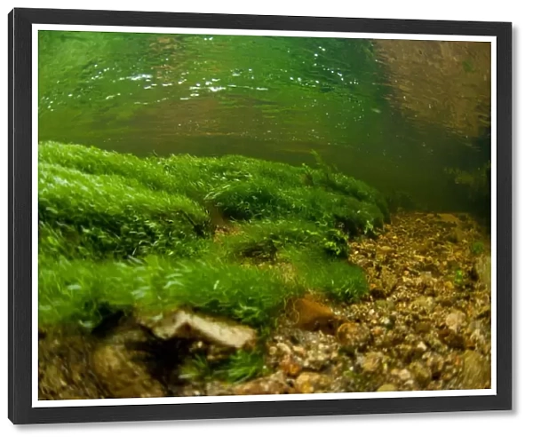 Underwater view of waterweed in river habitat, River Fowey, Bodmin Moor, Cornwall, England