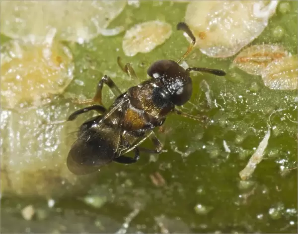 Parasitoid wasp, Encyrtus infelix, commercial biological control parasitoid laying her egg in scale insect host pests