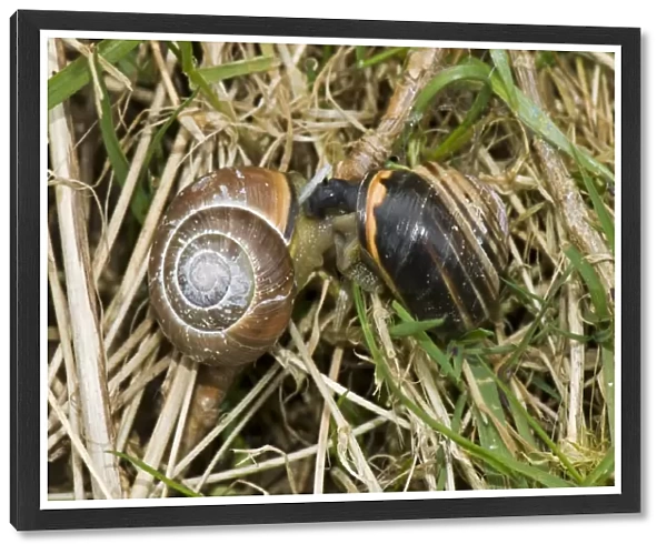 Mating pair of dark-lipped banded snails, Cepaea nemoralis, on a damp April morning